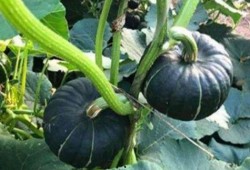 情侣网红吃瓜图片大全,情侣网红吃瓜图片大盘点