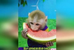 小崔猴子吃瓜视频下载免费,免费下载，揭秘娱乐圈幕后故事