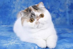 猫咪冠军爆料视频,爆笑视频背后的精彩故事