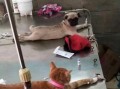 巴哥爆料赤犬视频播放,赤犬视频幕后真相大曝光！