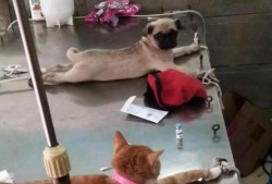 巴哥爆料赤犬视频播放,赤犬视频幕后真相大曝光！